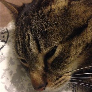 Meet your Posher, Azriel